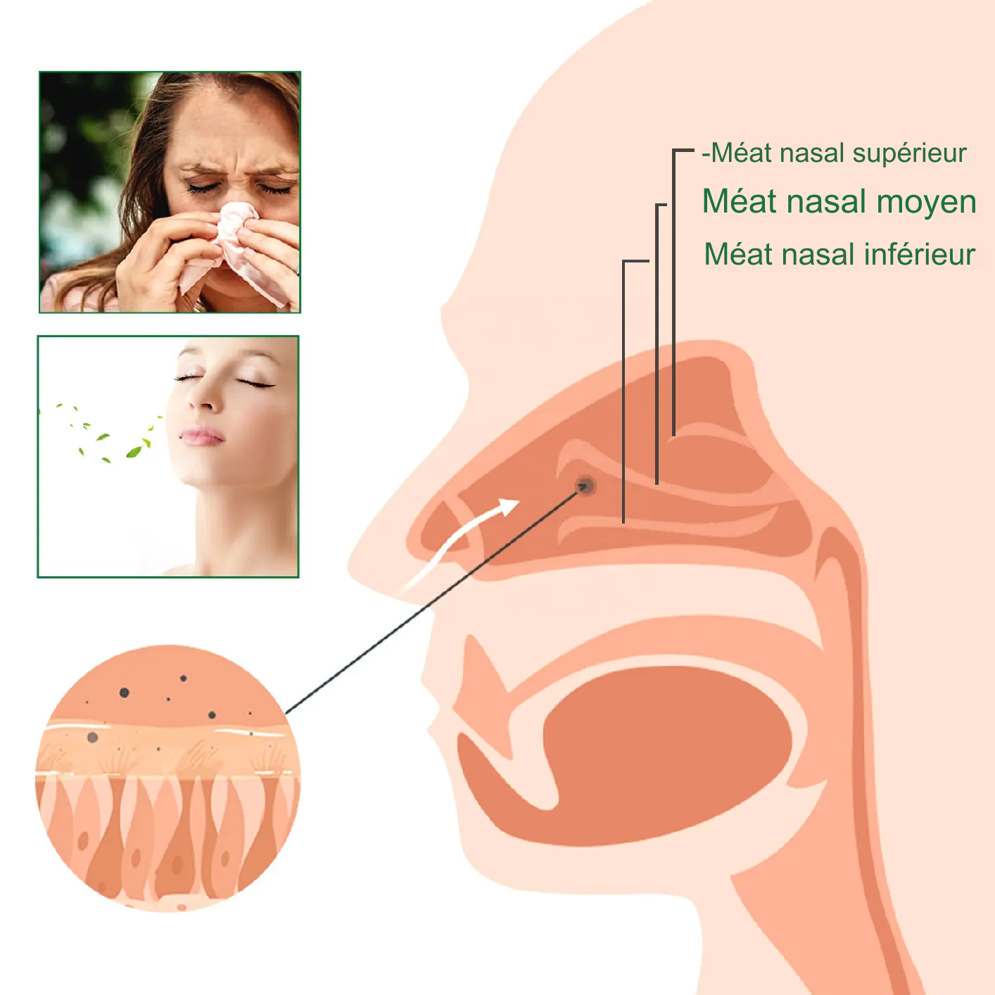 Spray nettoyant pour les poumons à base de plantes pour traiter la congestion nasale chez les fumeurs